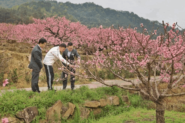 农行宁德分行：金融春雨润闽东 芒果体育下载绘就春耕新图景(图4)